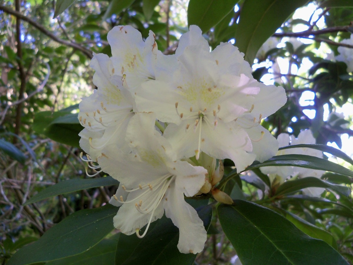 Rhododendron in Lower Glen